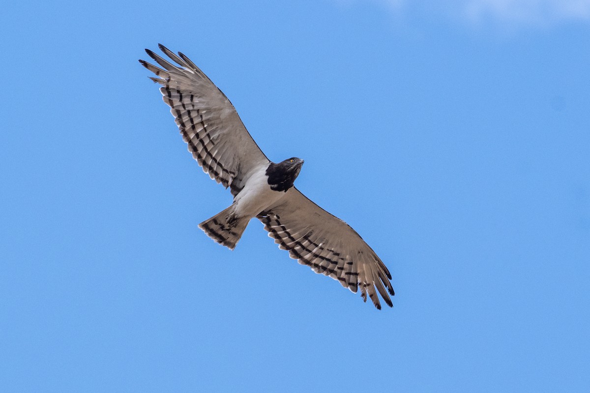 Black-chested Snake-Eagle - ML645024577
