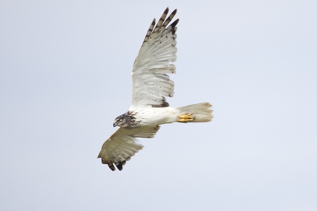 Eastern Marsh Harrier - ML645024582