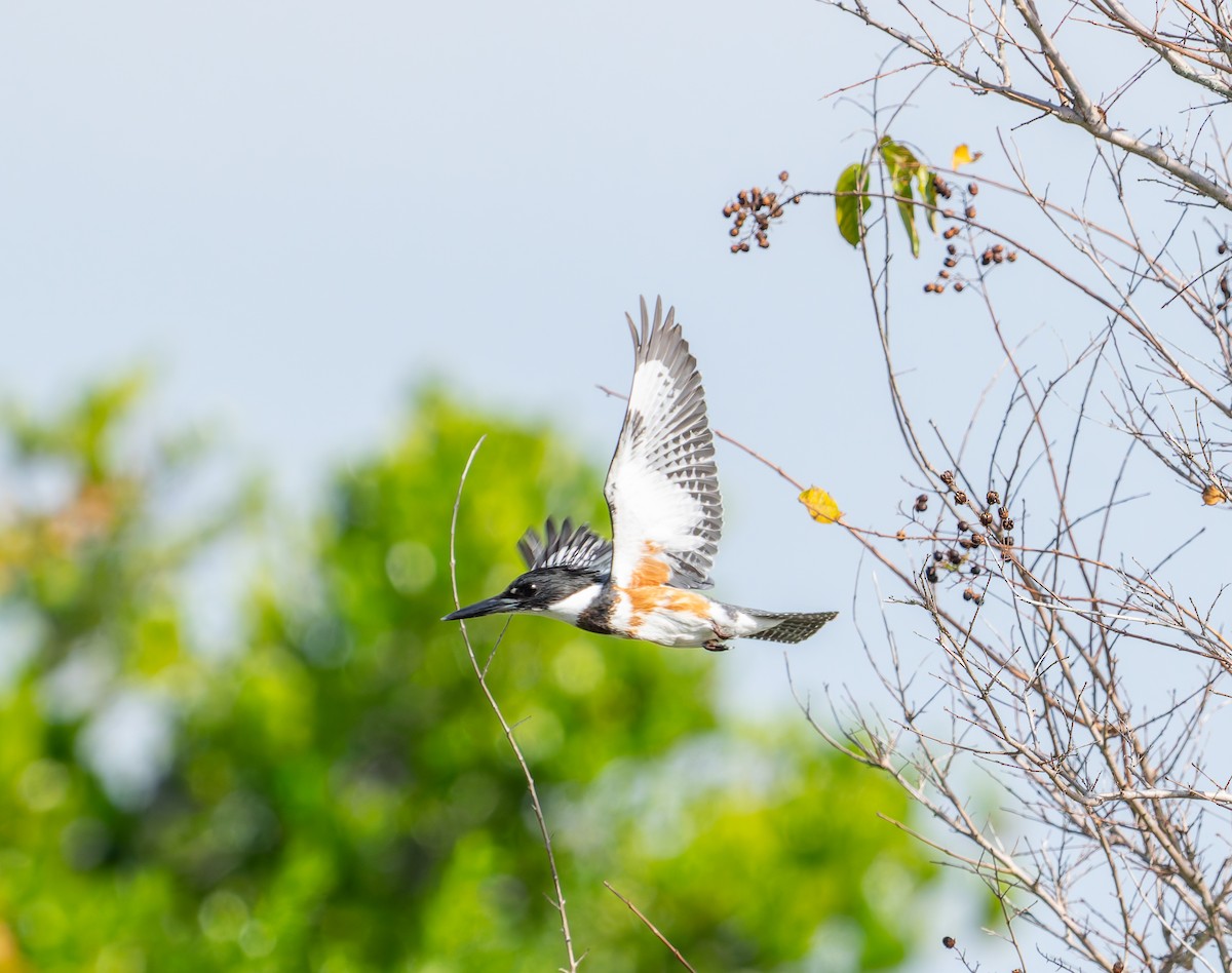 Martin handi iparramerikarra - ML645024587