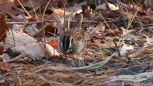 White-throated Sparrow - ML645024591