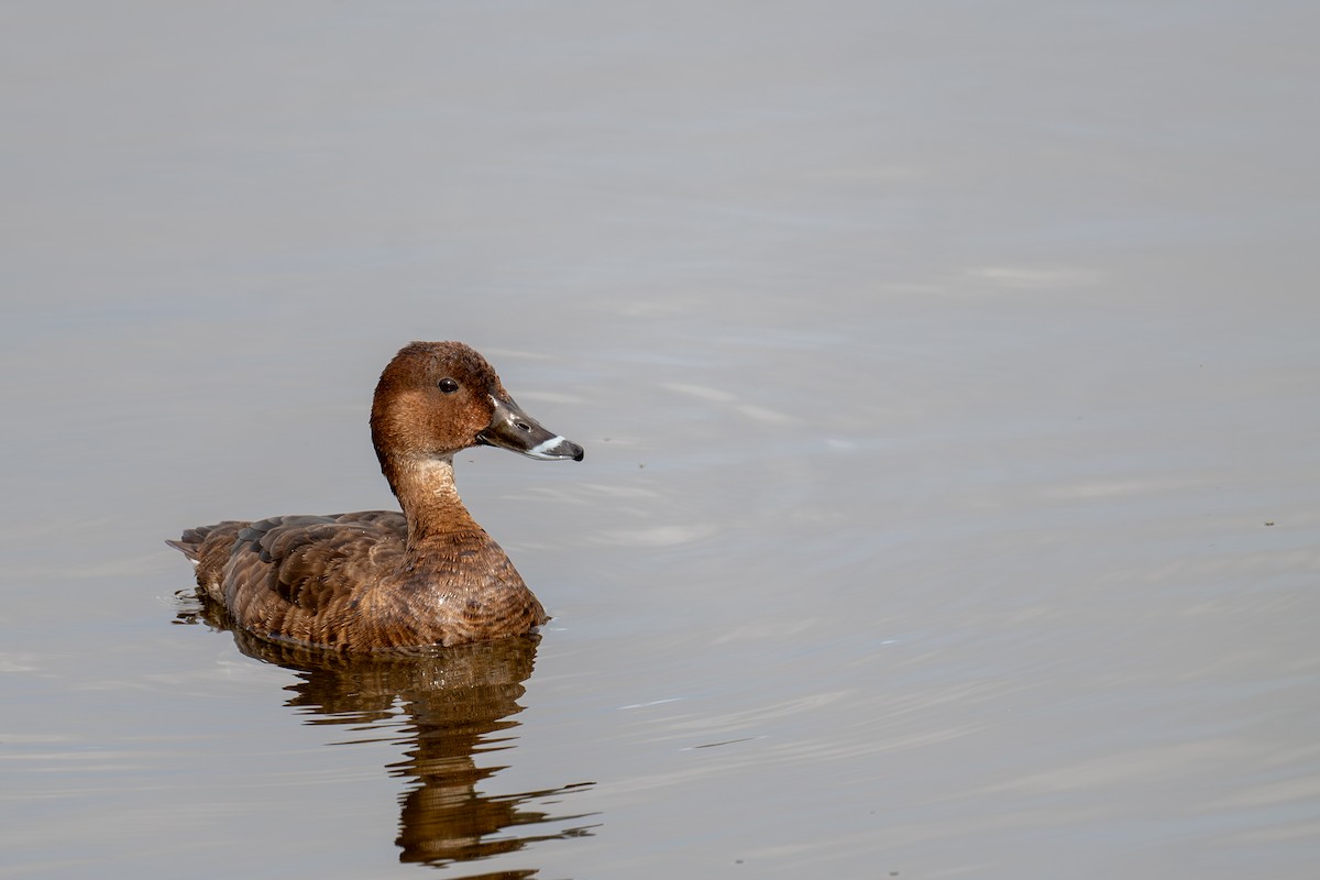 Hardhead - ML645024594