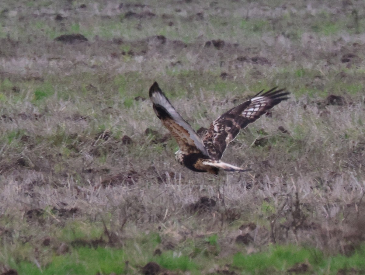 Rough-legged Hawk - ML645024609