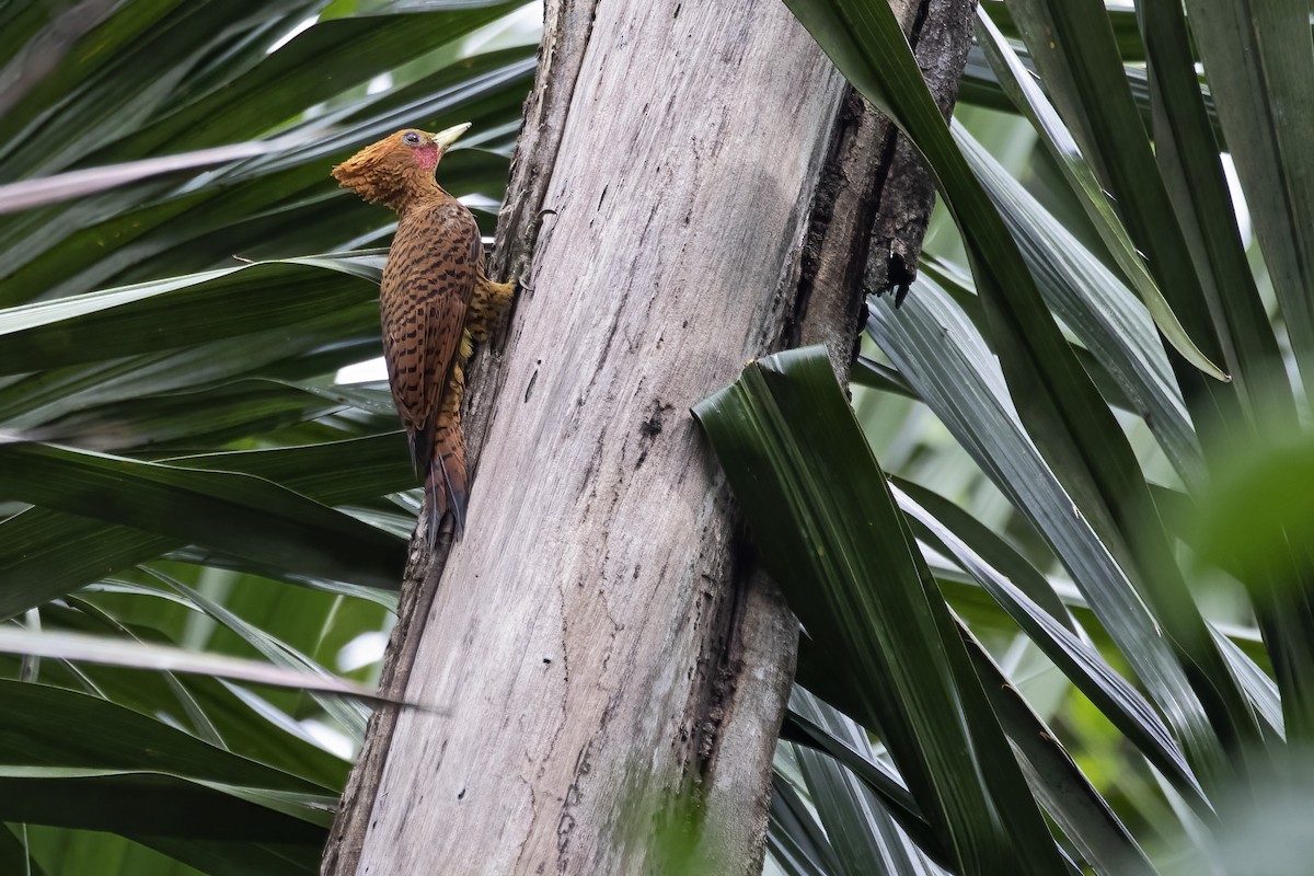 Waved Woodpecker - ML645024619
