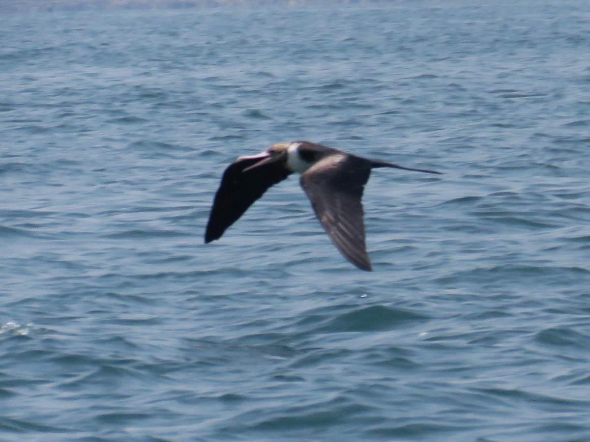 Christmas Island Frigatebird - ML645024627