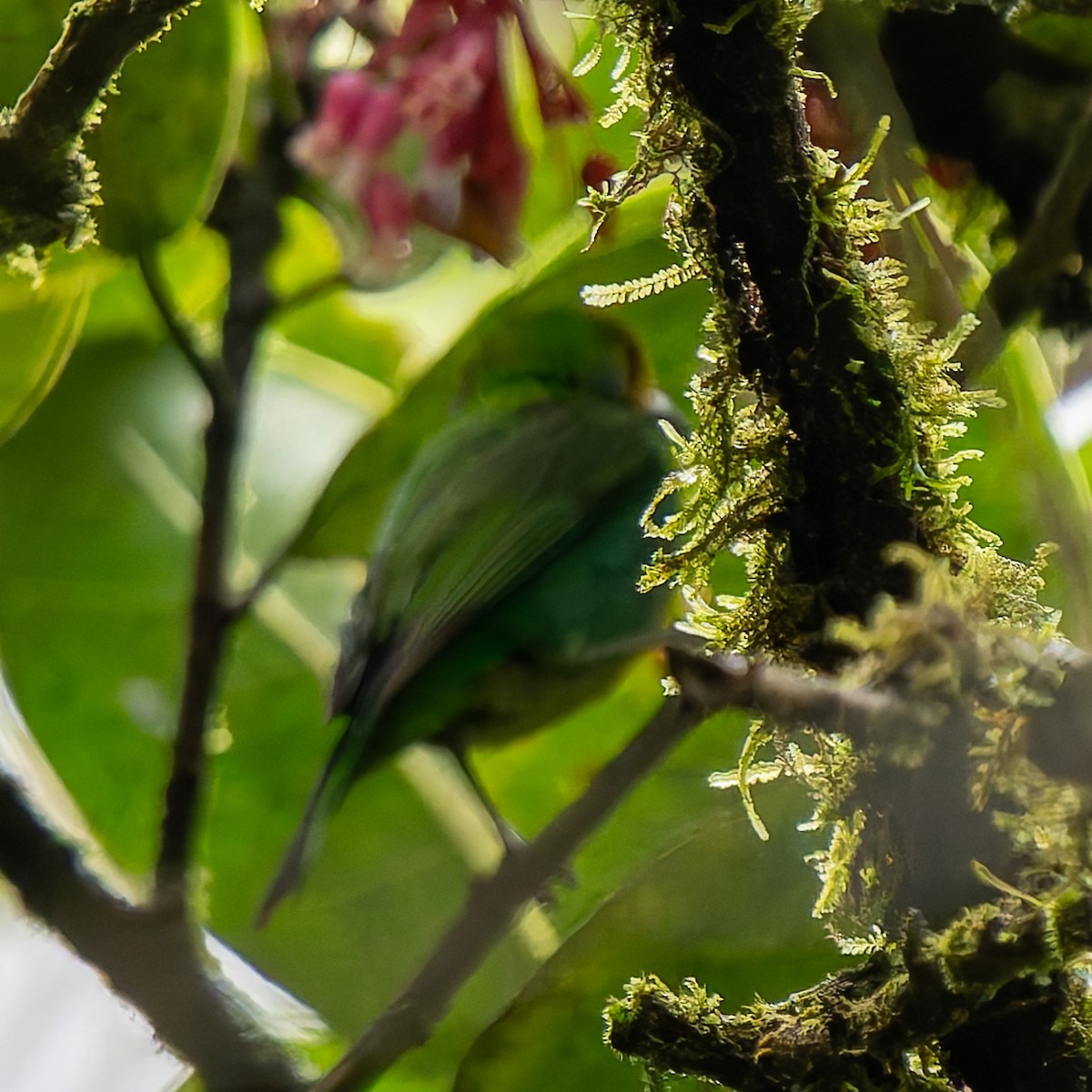 Многоцветная танагра - ML645024633