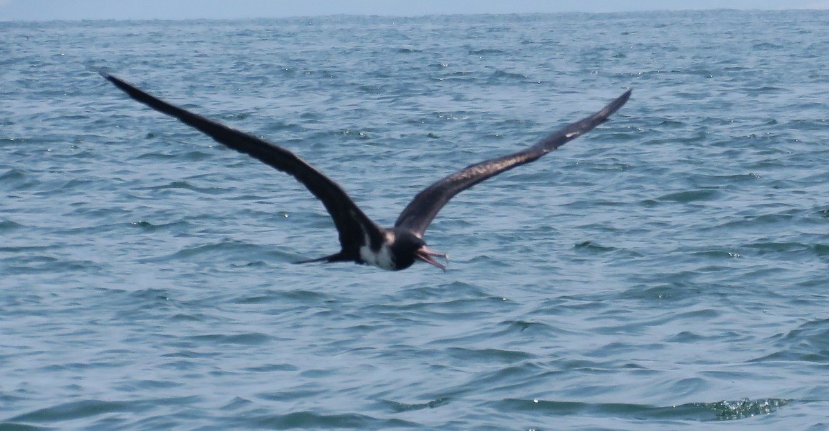 Christmas Island Frigatebird - ML645024646