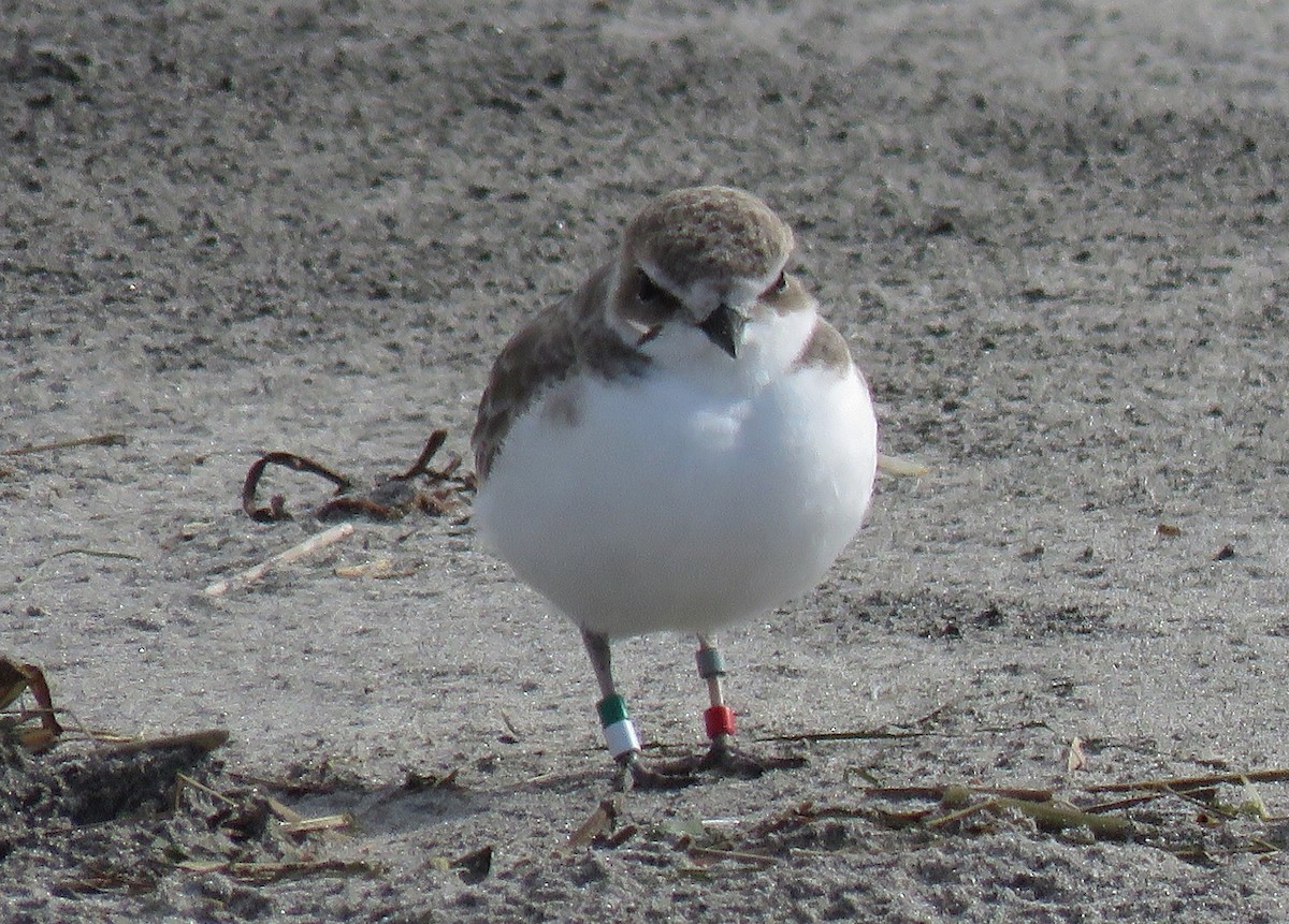 Snowy Plover - ML645024693