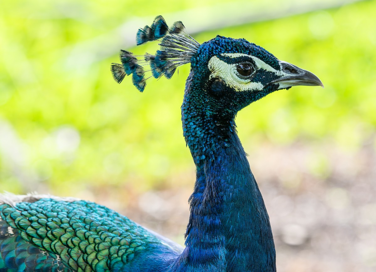 藍孔雀 - ML645024702