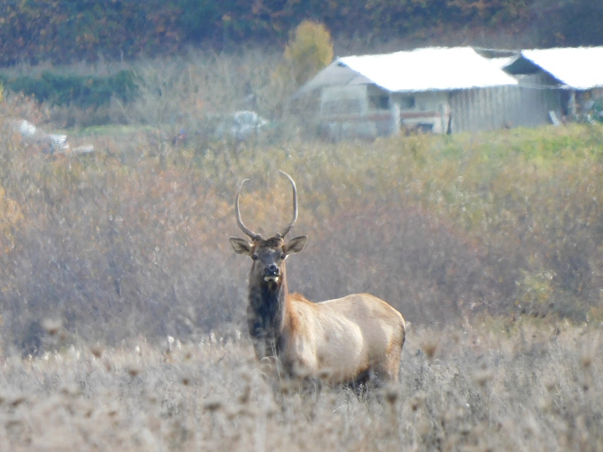 Roosevelt Elk - ML645024703