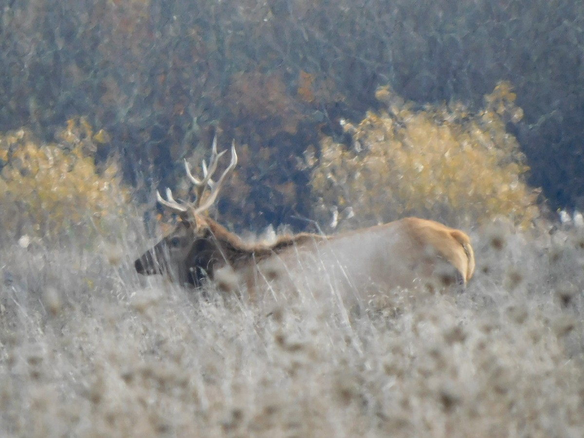 Roosevelt Elk - ML645024704