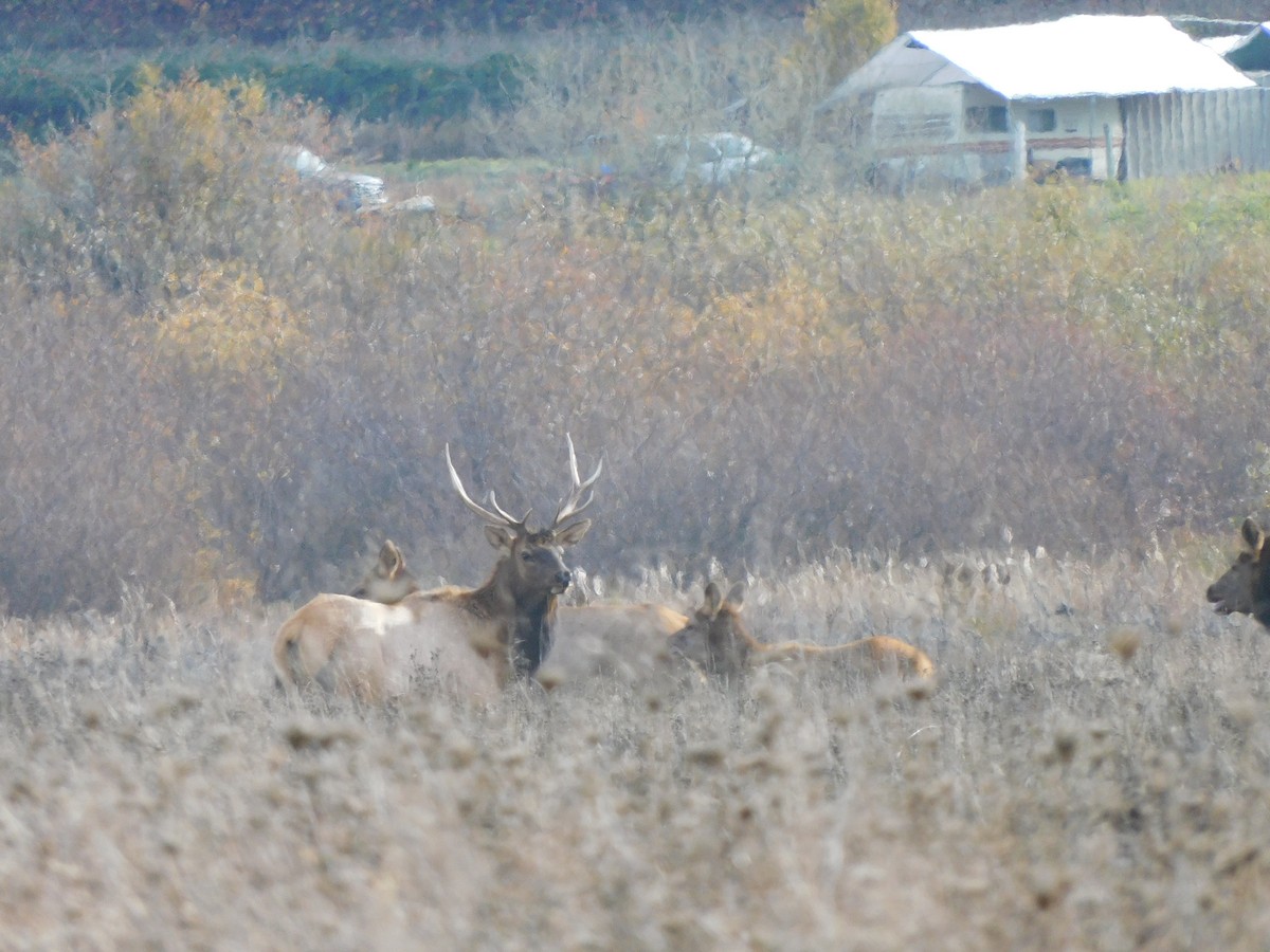 Roosevelt Elk - ML645024705