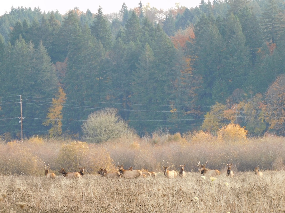 Roosevelt Elk - ML645024706