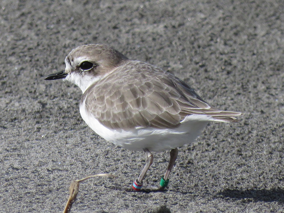 Snowy Plover - ML645024719