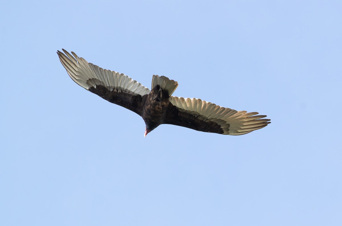 Turkey Vulture - ML645024725