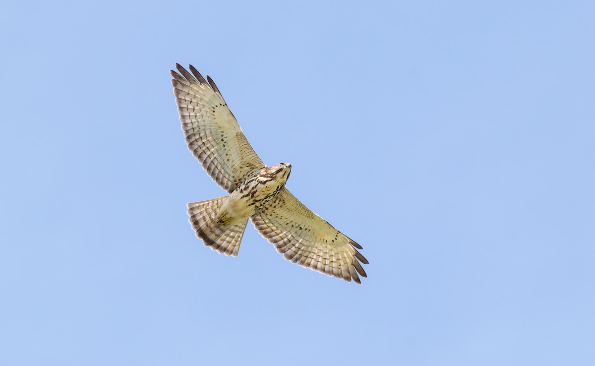 Broad-winged Hawk - ML645024729