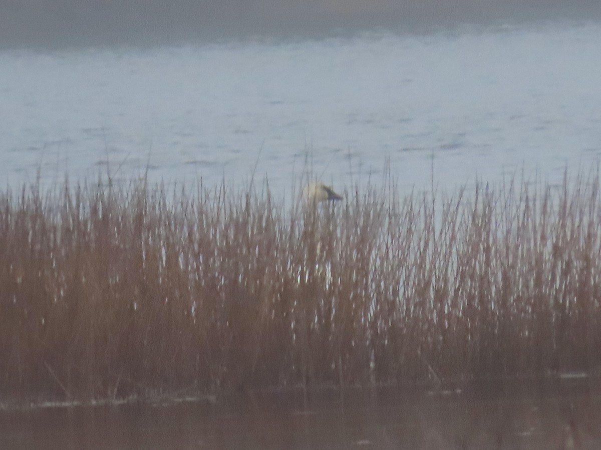 Trumpeter Swan - ML645024733