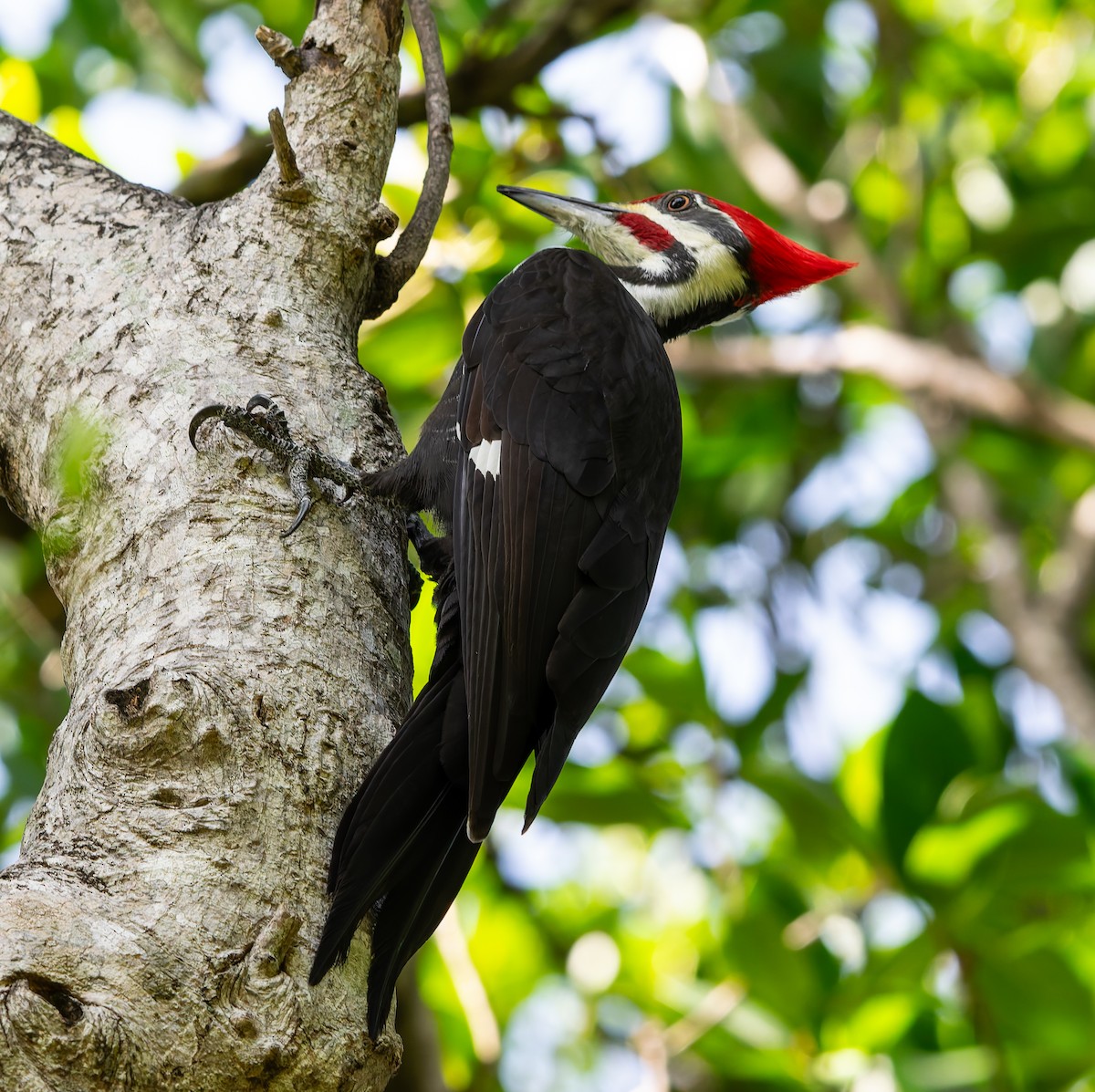 Pileated Woodpecker - ML645024736