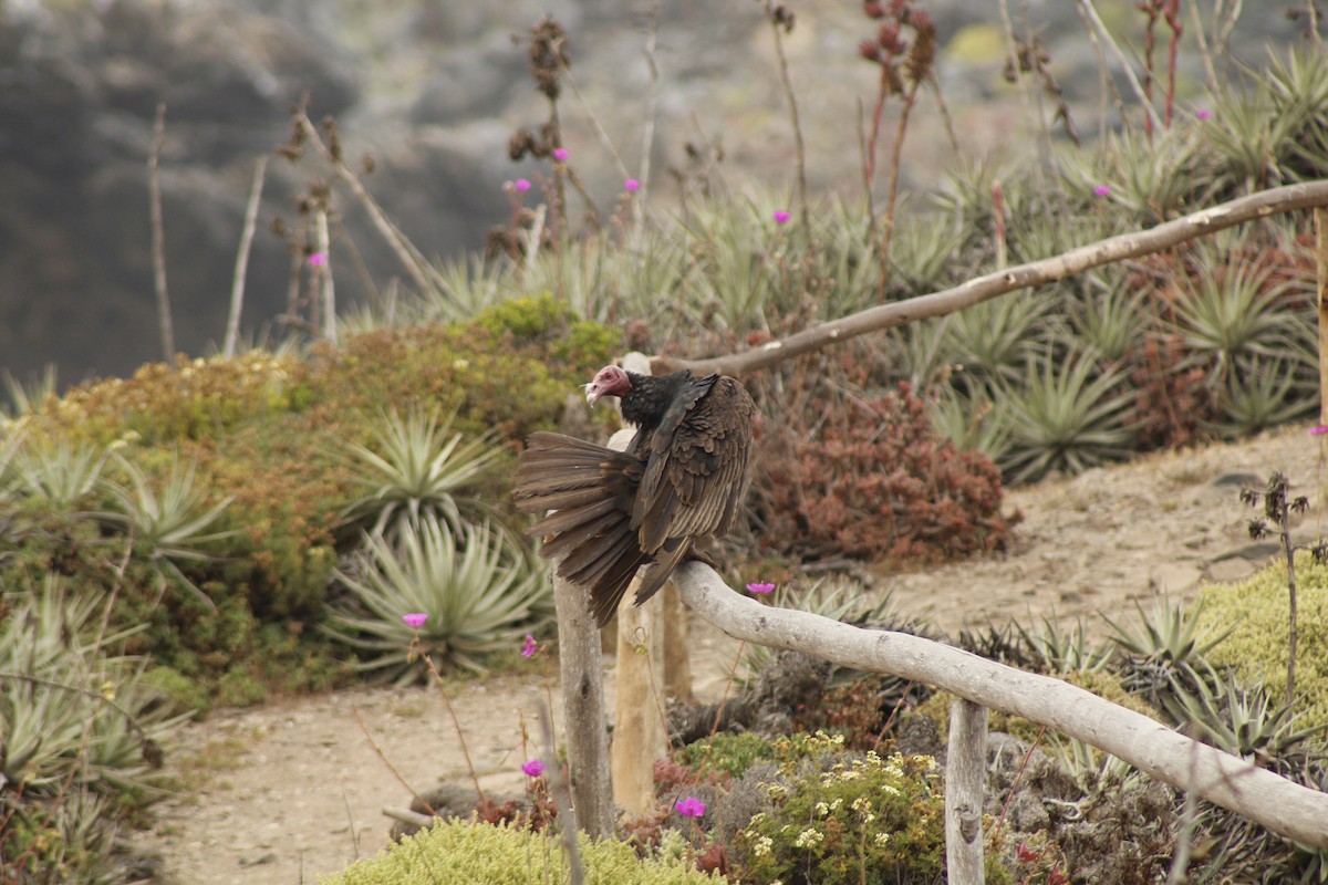 Turkey Vulture - ML645024747