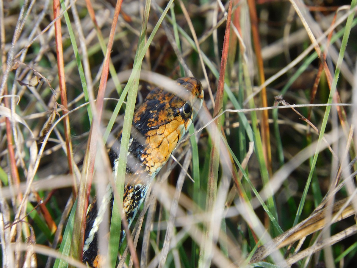 Reptiles - ML645024762