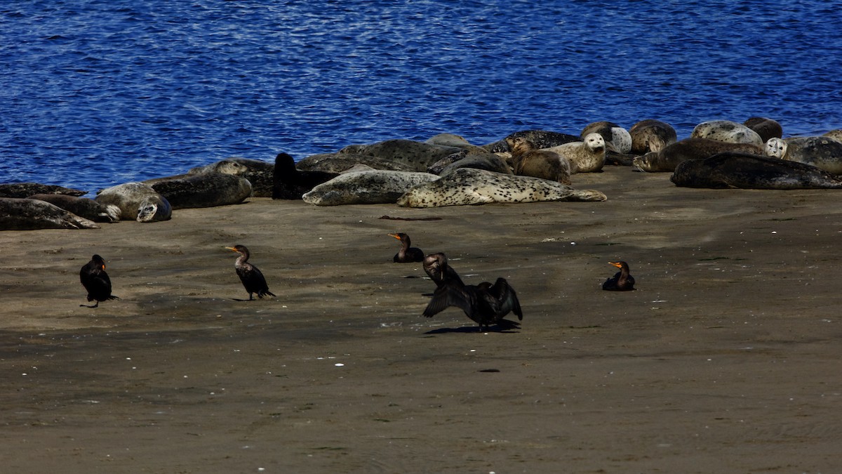 Pacific Harbor Seal - ML645024765