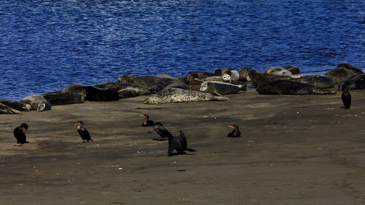 Pacific Harbor Seal - ML645024766