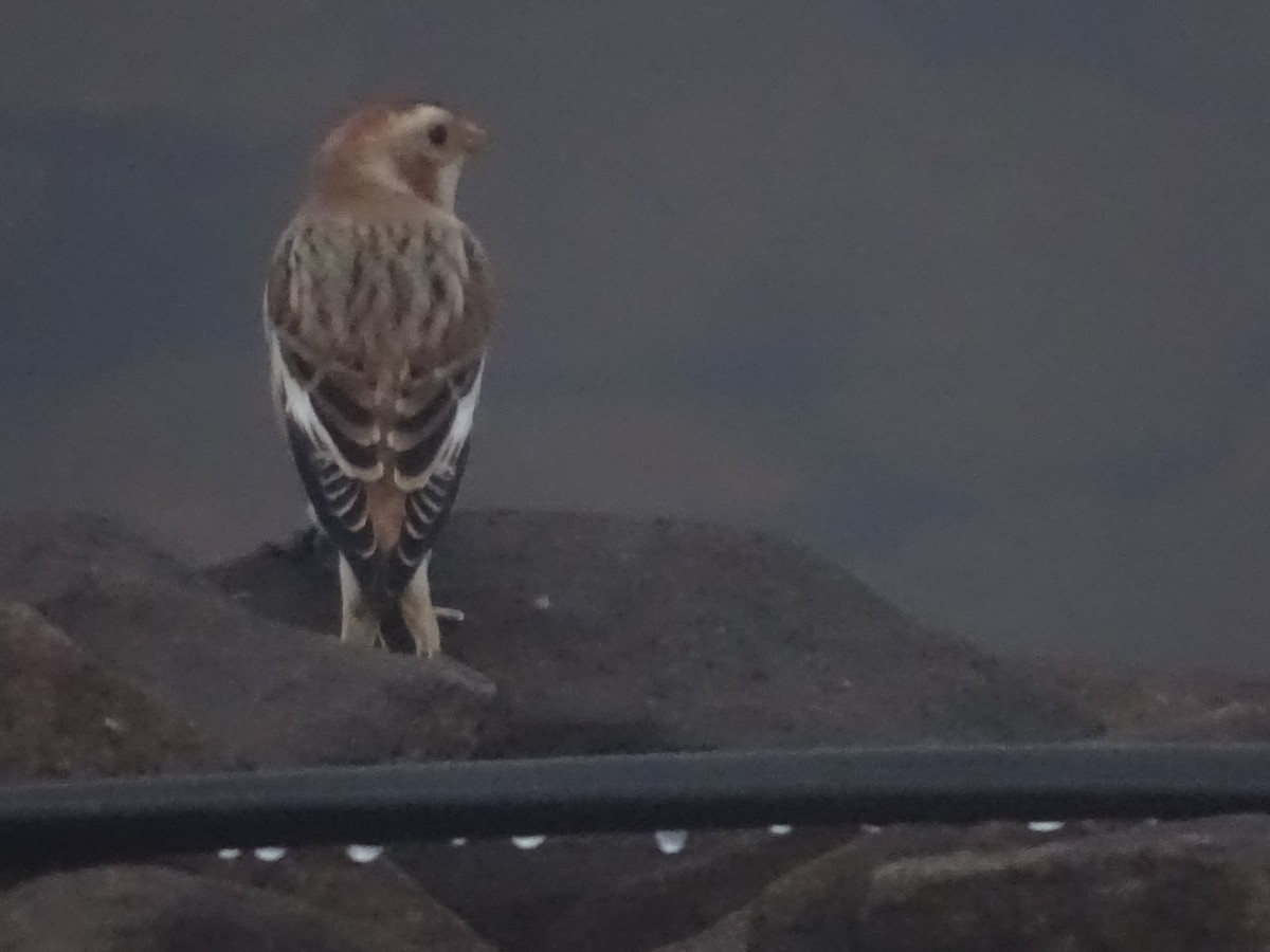 Snow Bunting - ML645024770