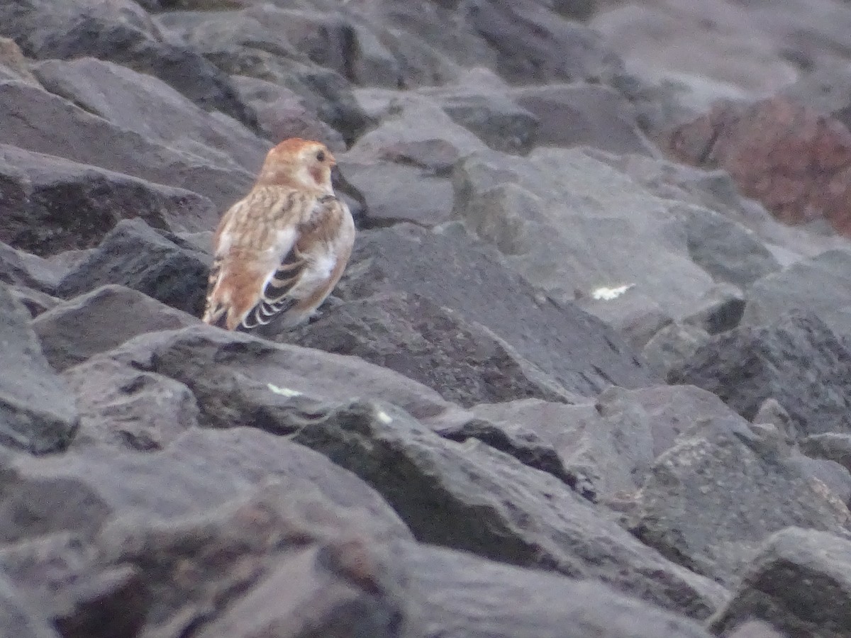 Snow Bunting - ML645024774