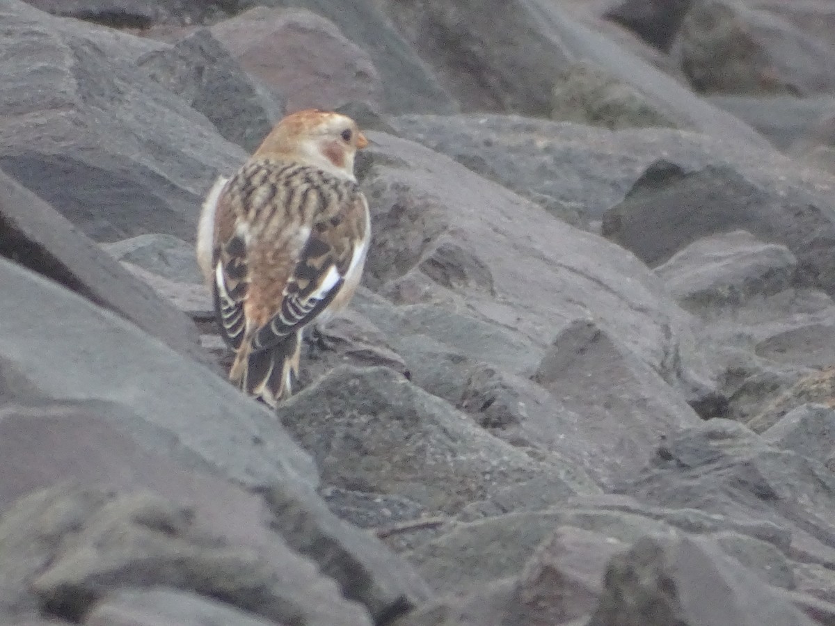 Snow Bunting - ML645024775