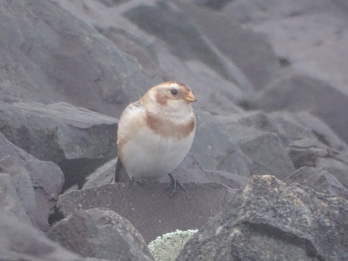 Snow Bunting - ML645024776