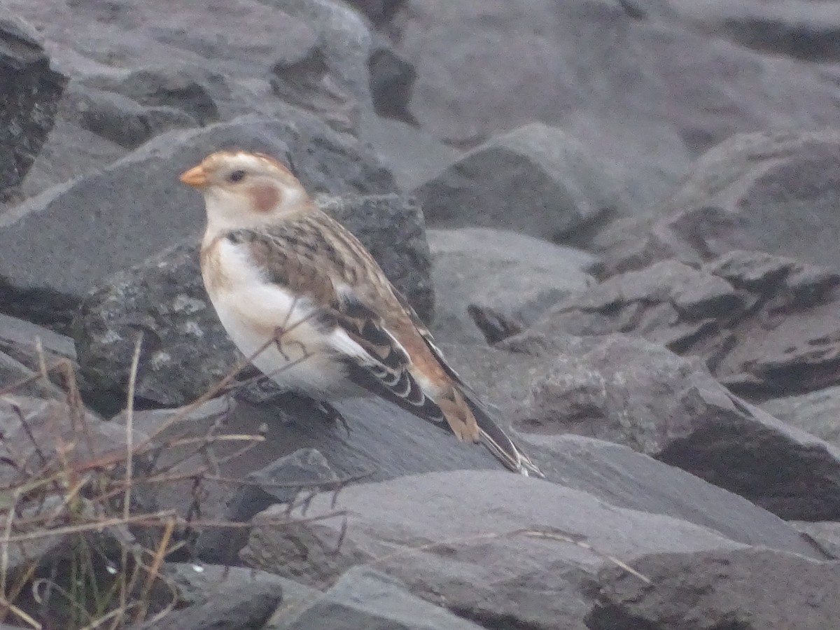 Snow Bunting - ML645024777
