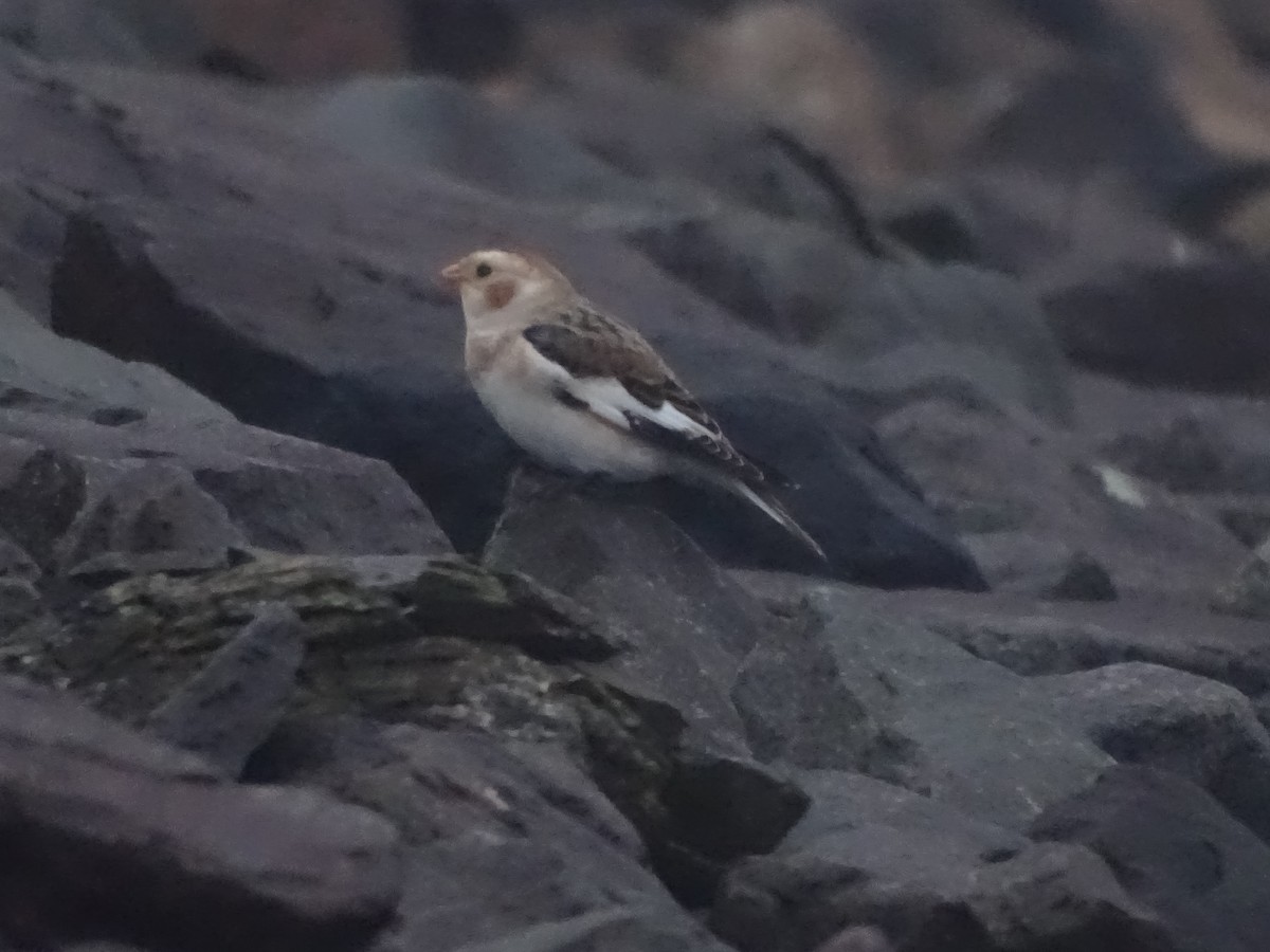 Snow Bunting - ML645024778