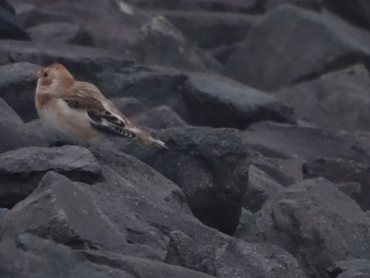 Snow Bunting - ML645024779