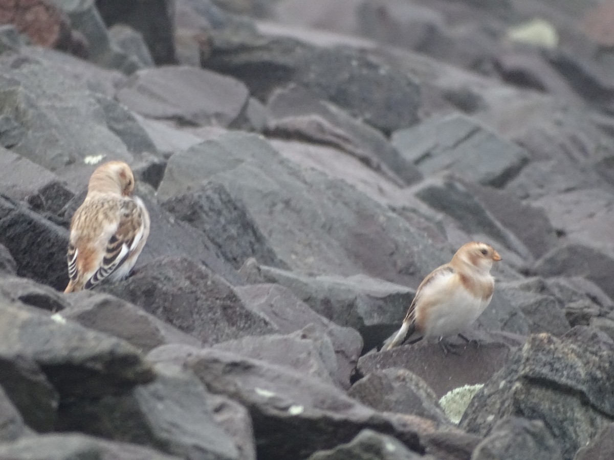 Snow Bunting - ML645024780