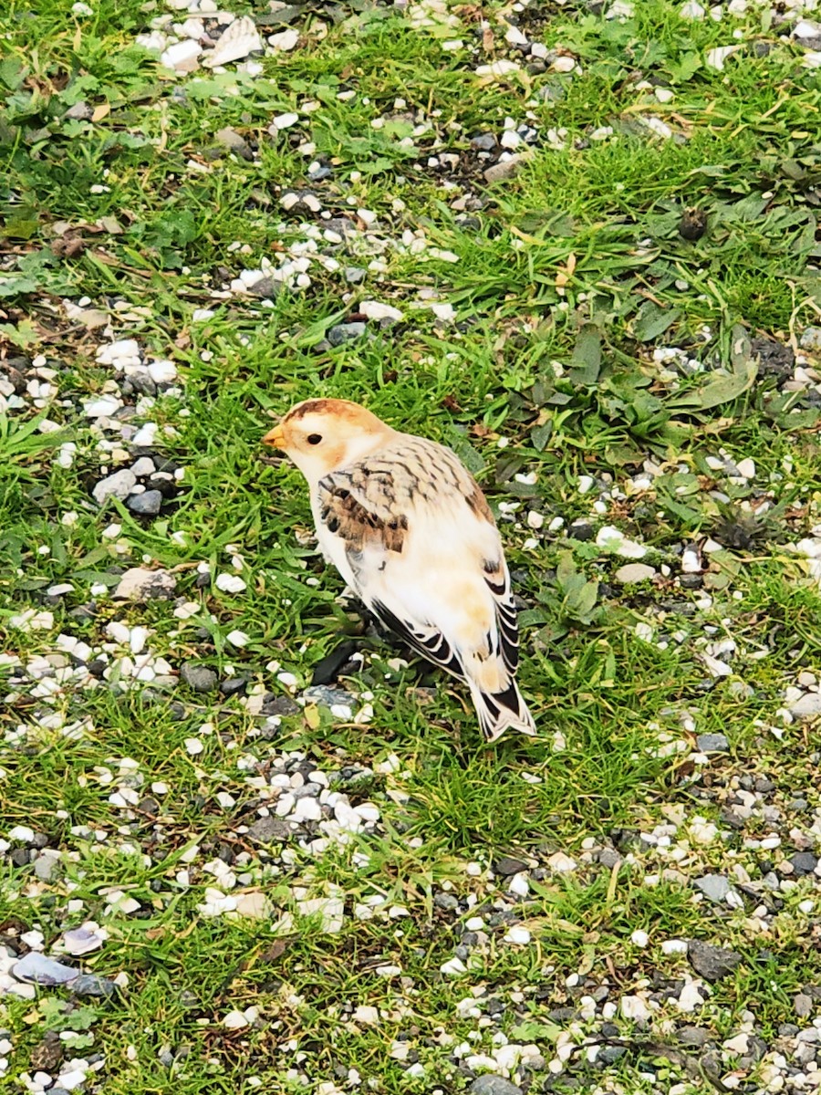 Snow Bunting - ML645024782