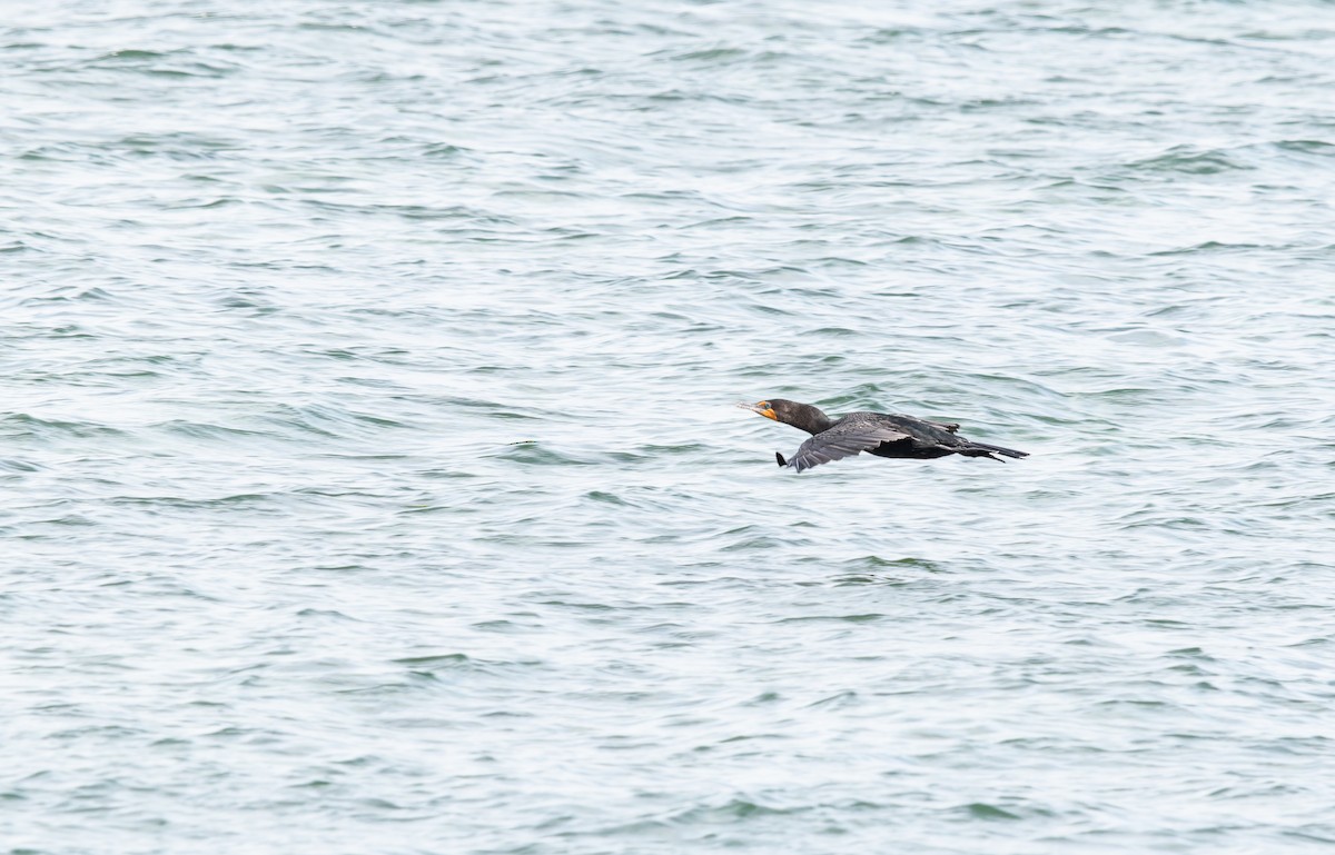 Double-crested Cormorant - ML645024783