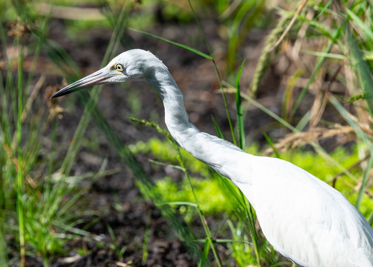 Little Blue Heron - ML645024786