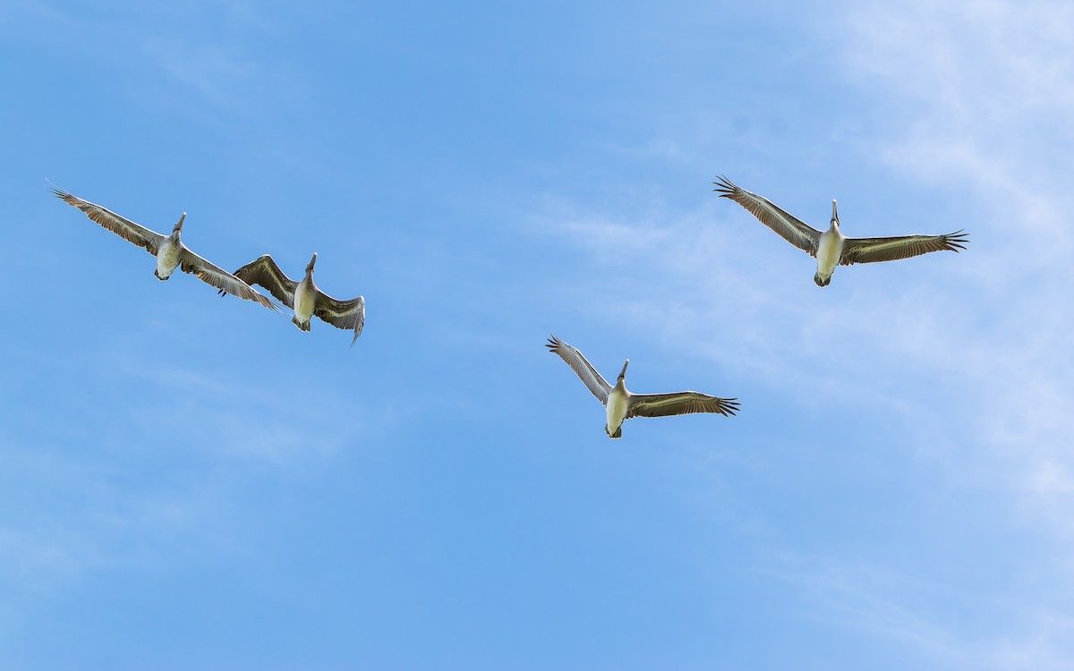 Brown Pelican - ML645024793