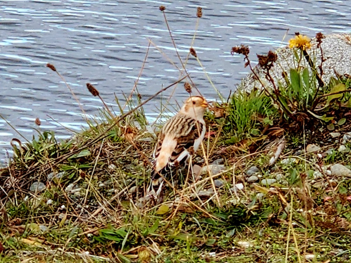 Snow Bunting - ML645024796