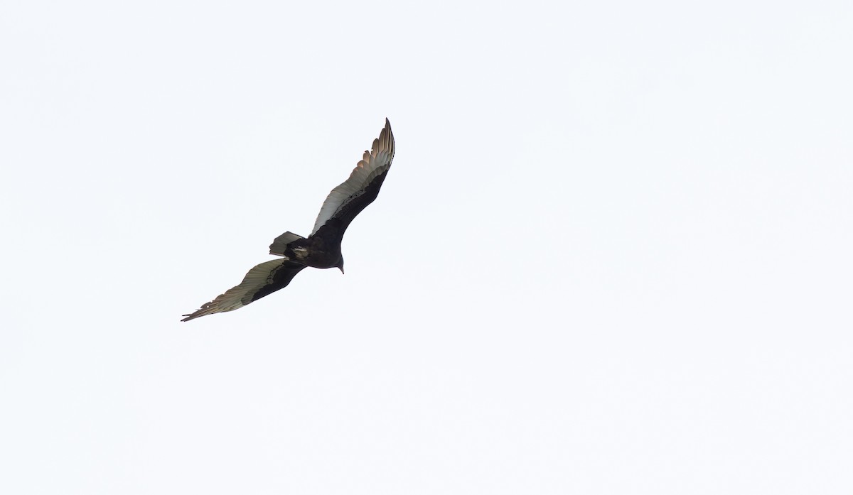 Turkey Vulture - ML645024797