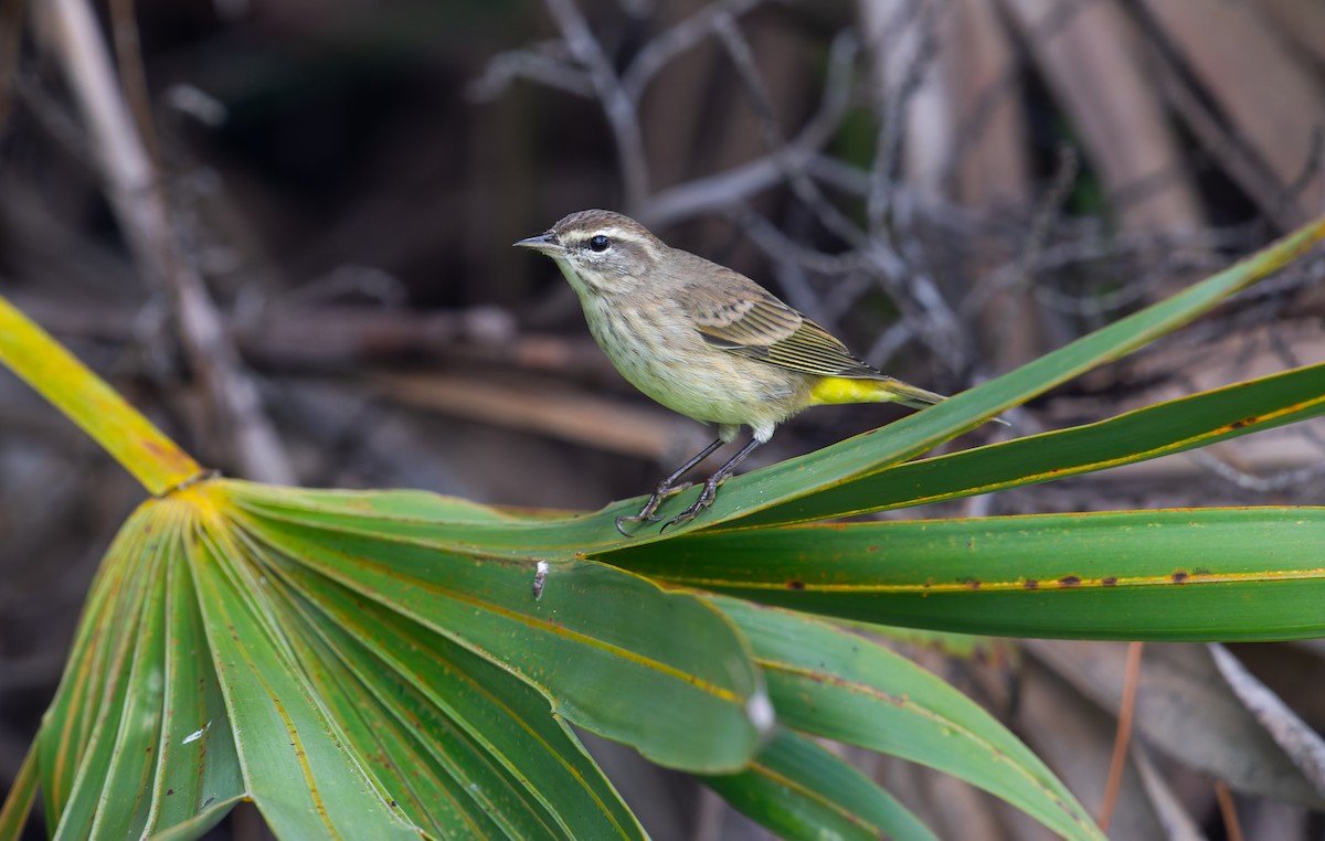 Palm Warbler - ML645024800