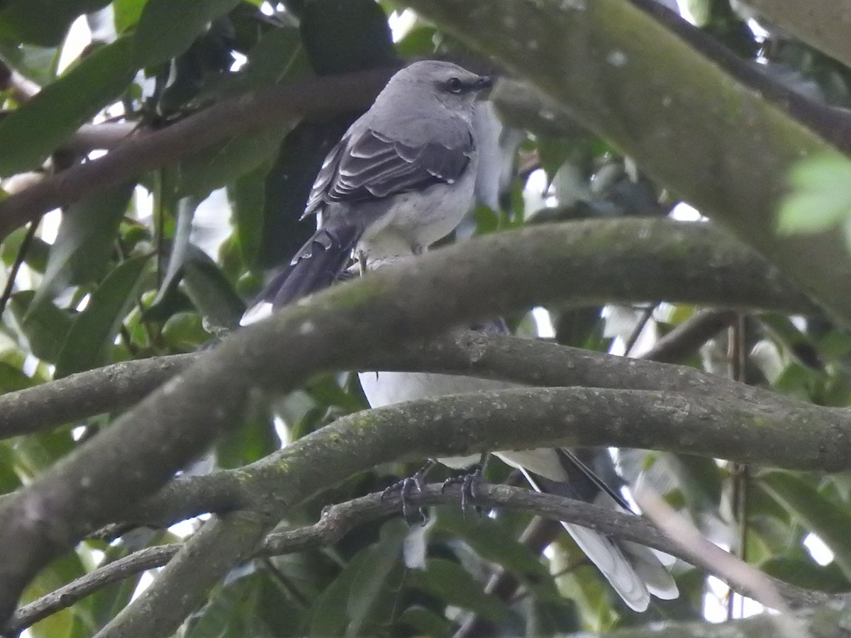 Tropikal Taklitçi - ML645024801