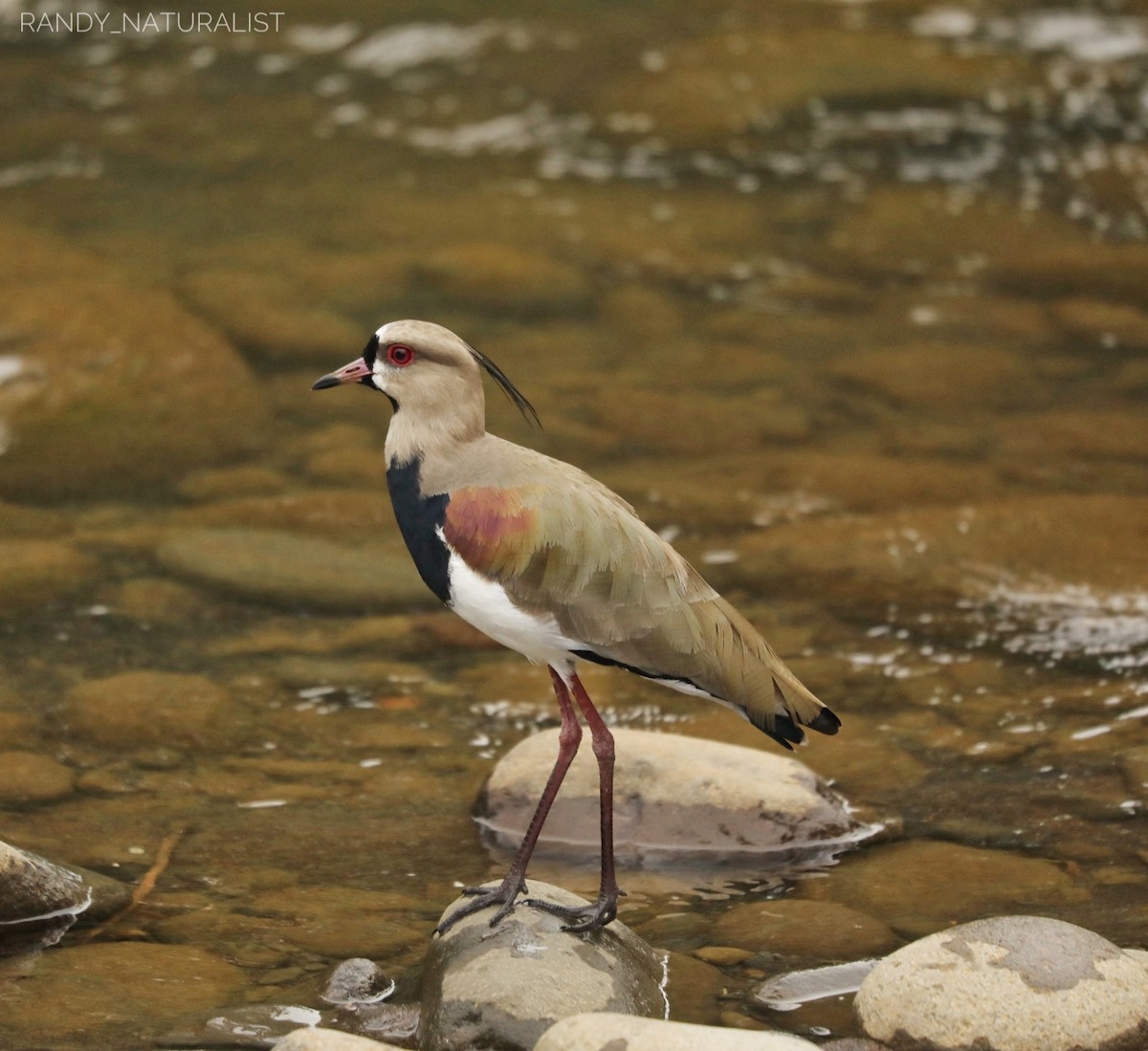 Şili Kızkuşu - ML645024810