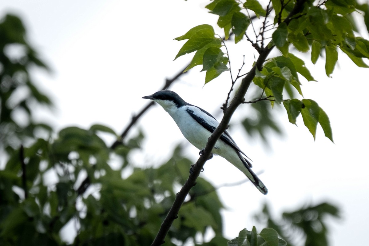 White-winged Triller - ML645024813