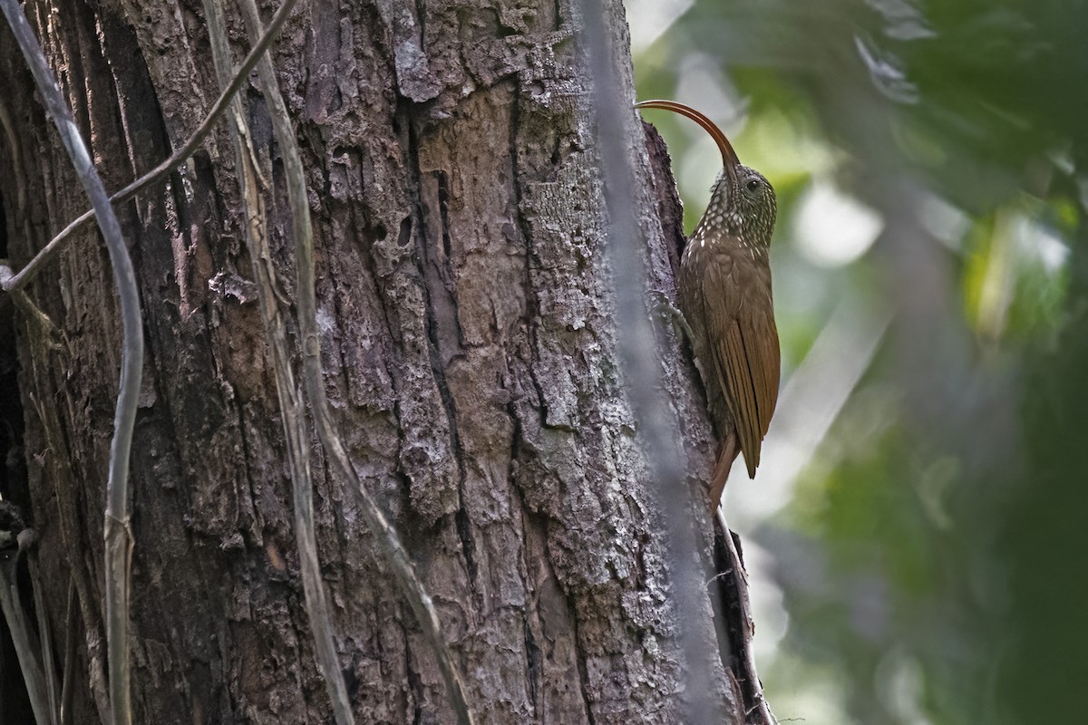Curve-billed Scythebill - ML645024814