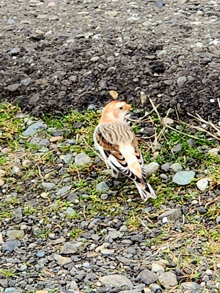 Snow Bunting - ML645024816