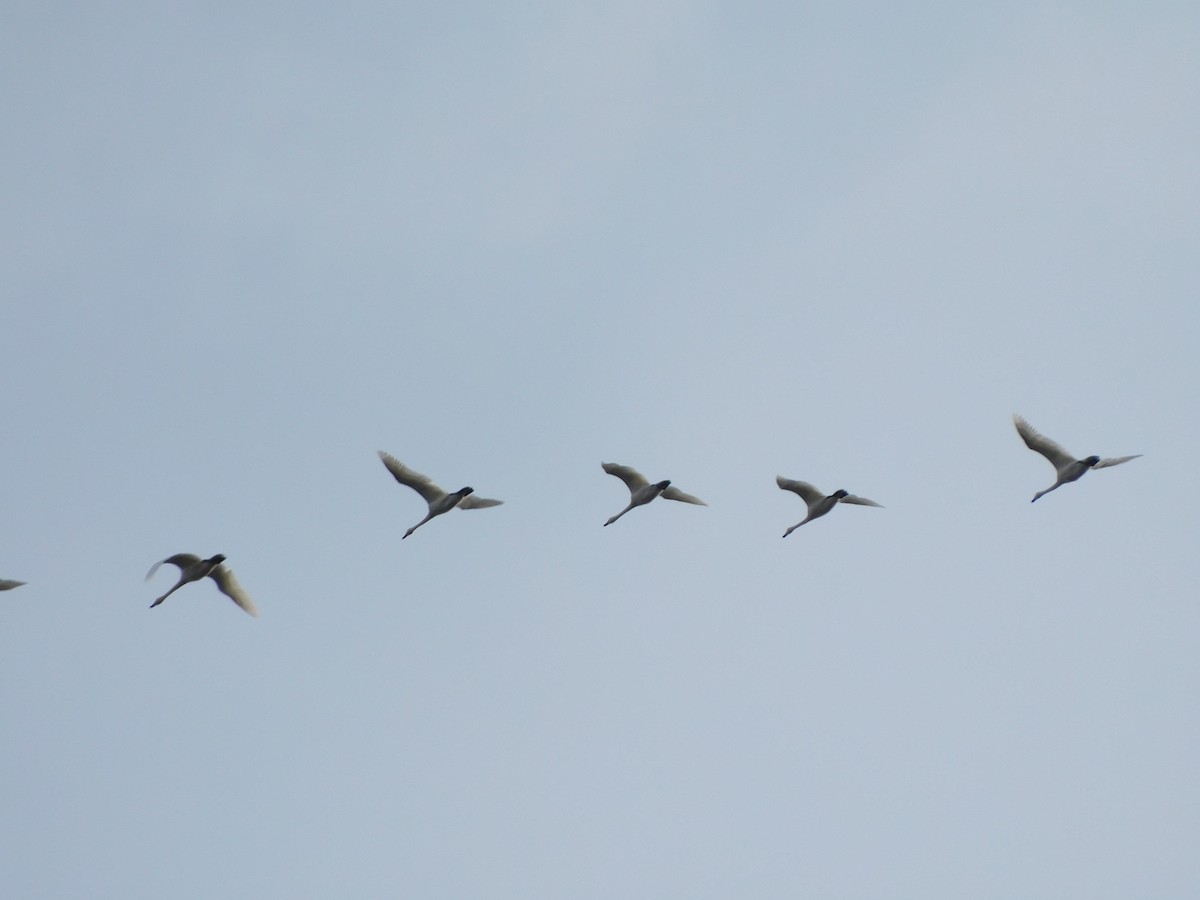 Гунгар хун - ML645024823