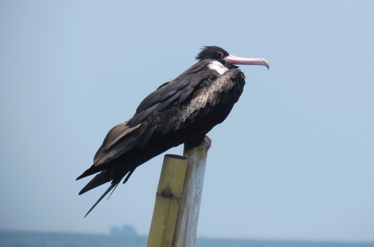 Christmas Island Frigatebird - ML645024832