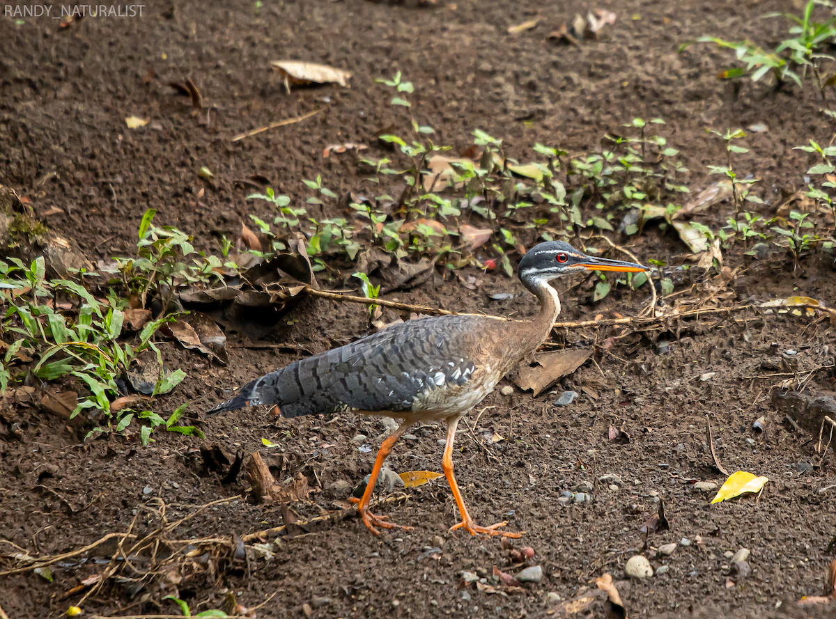 Balabanyelvesi - ML645024833