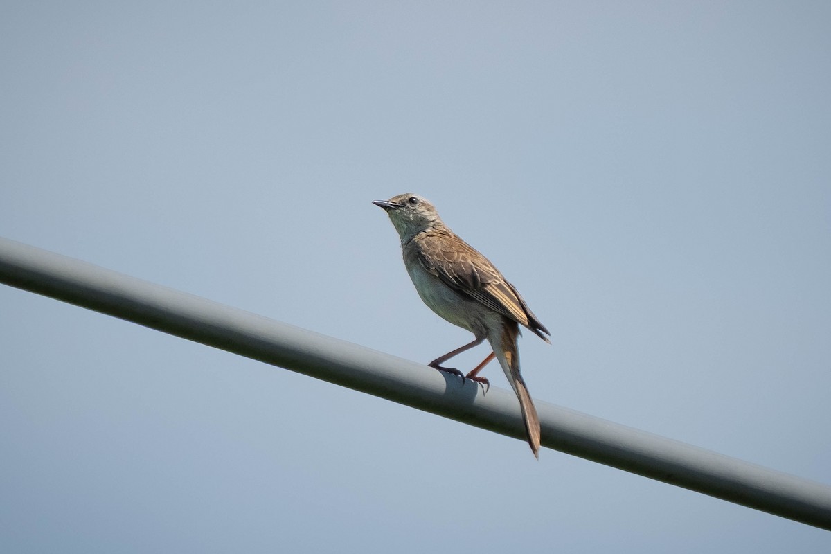 Rufous Songlark - ML645024840