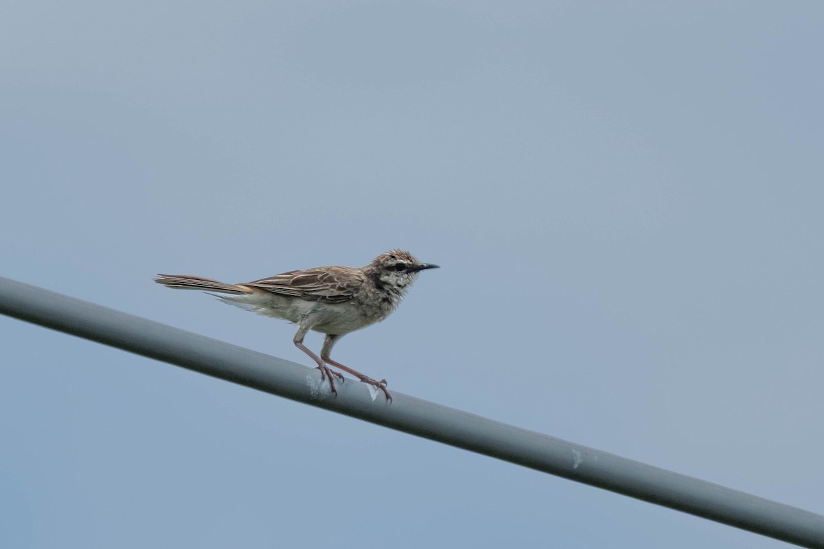 Rufous Songlark - ML645024841